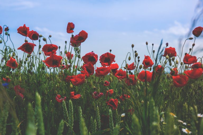 2018 The Poppy Lady